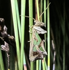Cosmodes elegans (Green Blotched Moth) at Nadgee, NSW - 18 Nov 2023 by Pirom