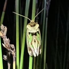 Cosmodes elegans at Nadgee Nature Reserve - 18 Nov 2023