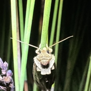 Cosmodes elegans at Nadgee Nature Reserve - 18 Nov 2023