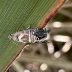 Glyphipterix phosphora (A sedge moth) at Nadgee Nature Reserve - 16 Nov 2023 by Pirom