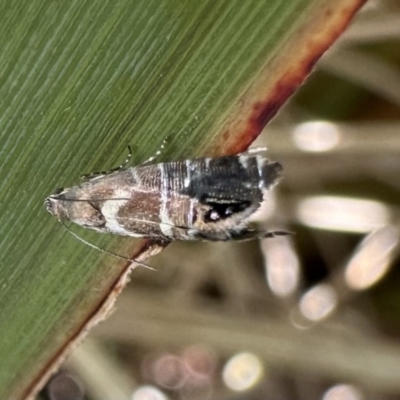 Glyphipterix phosphora (A sedge moth) at Nadgee, NSW - 16 Nov 2023 by Pirom