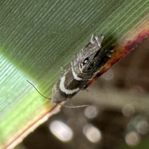 Glyphipterix phosphora at Nadgee Nature Reserve - 16 Nov 2023 05:03 PM