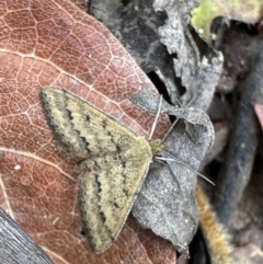 Scopula rubraria (Reddish Wave, Plantain Moth) at Nadgee, NSW - 20 Nov 2023 by Pirom