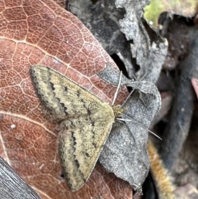 Scopula rubraria (Reddish Wave, Plantain Moth) at Nadgee, NSW - 20 Nov 2023 by Pirom