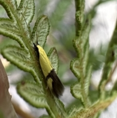 Opogona stereodyta (Tineid moth) at Nadgee, NSW - 19 Nov 2023 by Pirom