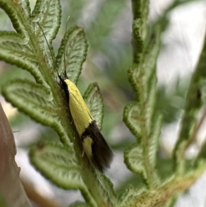 Opogona stereodyta at Nadgee Nature Reserve - 20 Nov 2023 10:08 AM