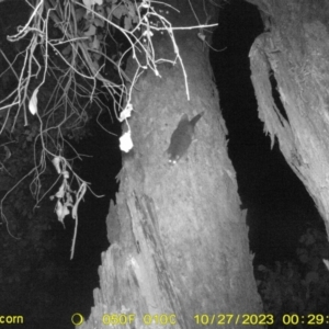 Trichosurus vulpecula at Undefined Area - 27 Oct 2023 12:29 AM