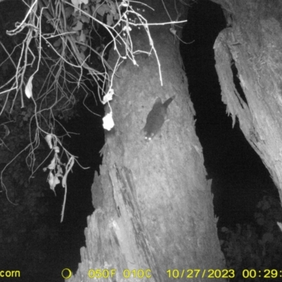 Trichosurus vulpecula (Common Brushtail Possum) at Monitoring Site 120 - Road - 27 Oct 2023 by DMeco