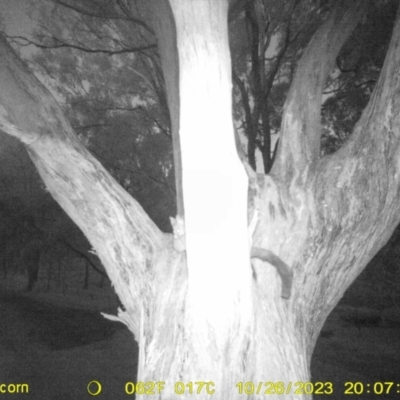 Trichosurus vulpecula (Common Brushtail Possum) at Wodonga - 26 Oct 2023 by DMeco