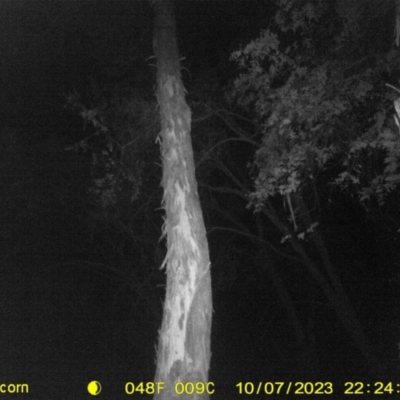 Petaurus norfolcensis (Squirrel Glider) at WREN Reserves - 7 Oct 2023 by DMeco