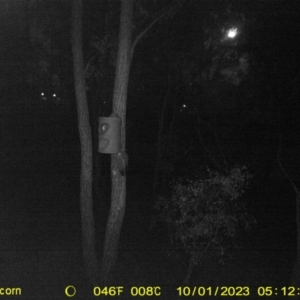 Petaurus norfolcensis at Undefined Area - 1 Oct 2023 05:12 AM