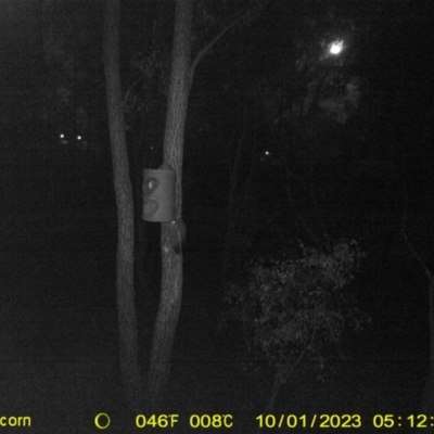 Petaurus norfolcensis (Squirrel Glider) at Monitoring Site 124 - Road - 1 Oct 2023 by DMeco