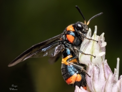 Pterygophorus cinctus (Bottlebrush sawfly) at Macgregor, ACT - 29 Nov 2023 by Roger