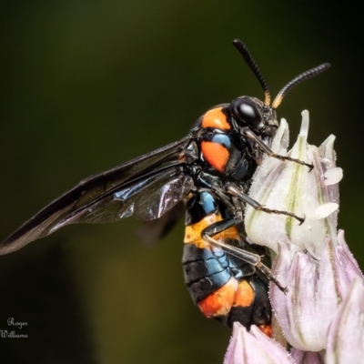 Pterygophorus cinctus (Bottlebrush sawfly) at Macgregor, ACT - 29 Nov 2023 by Roger