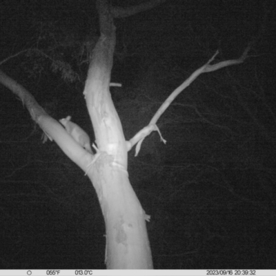 Trichosurus vulpecula (Common Brushtail Possum) at Leneva, VIC - 16 Sep 2023 by DMeco