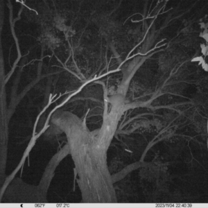 Petaurus sp. at Undefined Area - 4 Nov 2023 10:40 PM