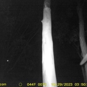 Petaurus norfolcensis at Undefined Area - 29 Oct 2023 03:50 AM