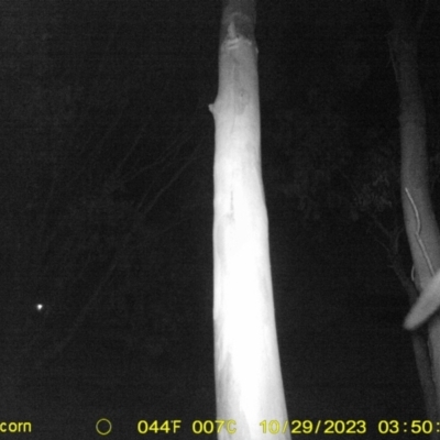 Petaurus norfolcensis (Squirrel Glider) at Monitoring Site 135 - Revegetation - 29 Oct 2023 by DMeco