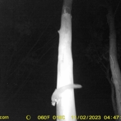 Petaurus norfolcensis at Monitoring Site 135 - Revegetation - 29 Oct 2023 03:50 AM