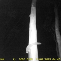 Petaurus norfolcensis at Undefined Area - 29 Oct 2023 03:50 AM