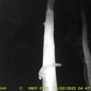 Petaurus norfolcensis at Undefined Area - 29 Oct 2023 03:50 AM