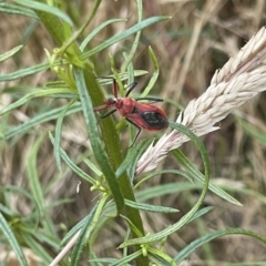 Gminatus australis (Orange assassin bug) at O'Malley, ACT - 27 Nov 2023 by JamonSmallgoods