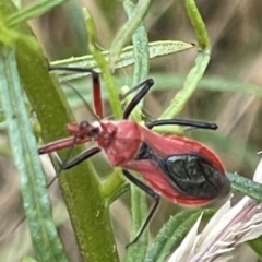 Gminatus australis at Undefined Area - 28 Nov 2023 08:11 AM