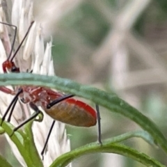 Gminatus australis at Mugga Mugga NR (MUG) - 28 Nov 2023