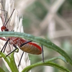 Gminatus australis at Undefined Area - 28 Nov 2023 08:11 AM