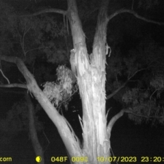 Petaurus norfolcensis (Squirrel Glider) at Baranduda, VIC - 7 Oct 2023 by DMeco