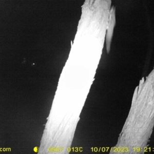 Petaurus norfolcensis at Undefined Area - 7 Oct 2023 07:21 PM