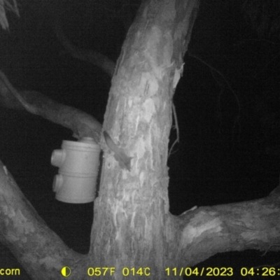 Petaurus norfolcensis (Squirrel Glider) at Wodonga Regional Park - 3 Nov 2023 by DMeco