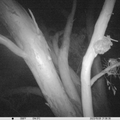 Petaurus norfolcensis (Squirrel Glider) at Wodonga - 23 Oct 2023 by DMeco