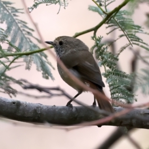 Acanthiza pusilla at QPRC LGA - 28 Nov 2023