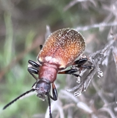 Ecnolagria grandis (Honeybrown beetle) at Mugga Mugga NR (MUG) - 28 Nov 2023 by JamonSmallgoods