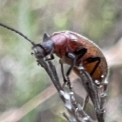 Ecnolagria grandis at Undefined Area - 28 Nov 2023 08:14 AM