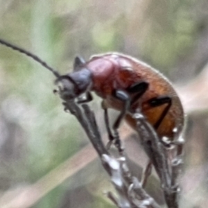 Ecnolagria grandis at Undefined Area - 28 Nov 2023 08:14 AM