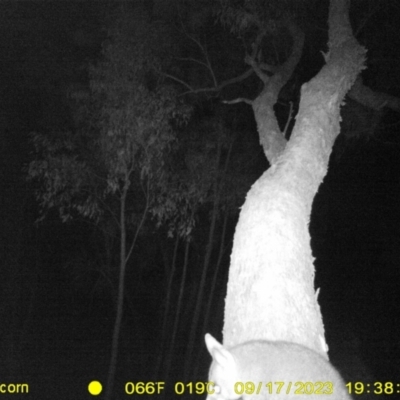 Trichosurus vulpecula (Common Brushtail Possum) at Huon Creek, VIC - 17 Sep 2023 by DMeco