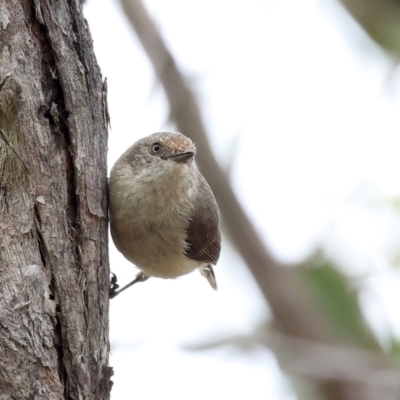 Acanthiza reguloides (Buff-rumped Thornbill) at Bywong, NSW - 27 Nov 2023 by jb2602