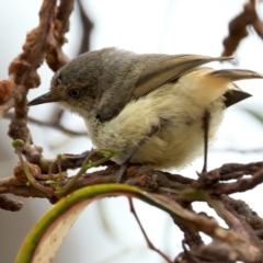 Acanthiza reguloides at QPRC LGA - 28 Nov 2023