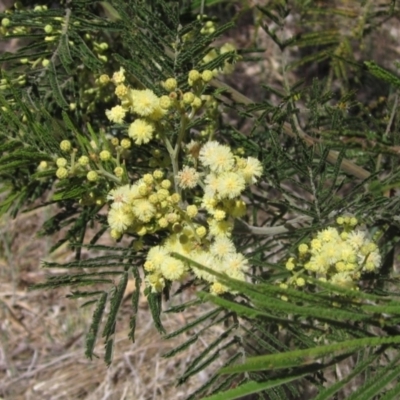 Acacia mearnsii (Black Wattle) at Belconnen, ACT - 29 Oct 2023 by pinnaCLE