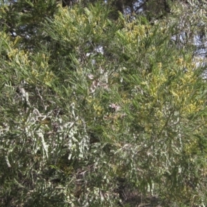 Acacia mearnsii at The Pinnacle - 29 Oct 2023