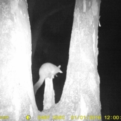 Trichosurus vulpecula (Common Brushtail Possum) at Baranduda, VIC - 1 Jan 2016 by DMeco