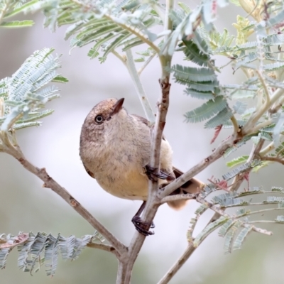 Acanthiza reguloides (Buff-rumped Thornbill) at QPRC LGA - 28 Nov 2023 by jb2602