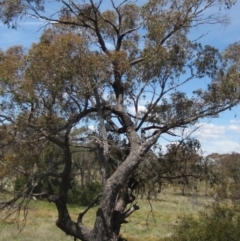 Eucalyptus bridgesiana (Apple Box) at Belconnen, ACT - 29 Oct 2023 by pinnaCLE