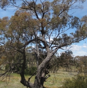 Eucalyptus bridgesiana at The Pinnacle - 29 Oct 2023