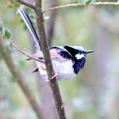 Malurus cyaneus (Superb Fairywren) at Bywong, NSW - 28 Nov 2023 by jb2602