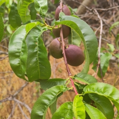 Prunus persica (Peach, Nectarine) at Acton, ACT - 29 Nov 2023 by CReneeM