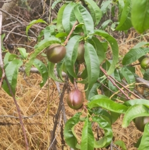 Prunus persica at Lake Burley Griffin West - 29 Nov 2023