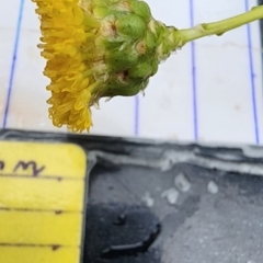 Rutidosis leptorhynchoides (Button Wrinklewort) at Deakin, ACT - 29 Nov 2023 by Steve818